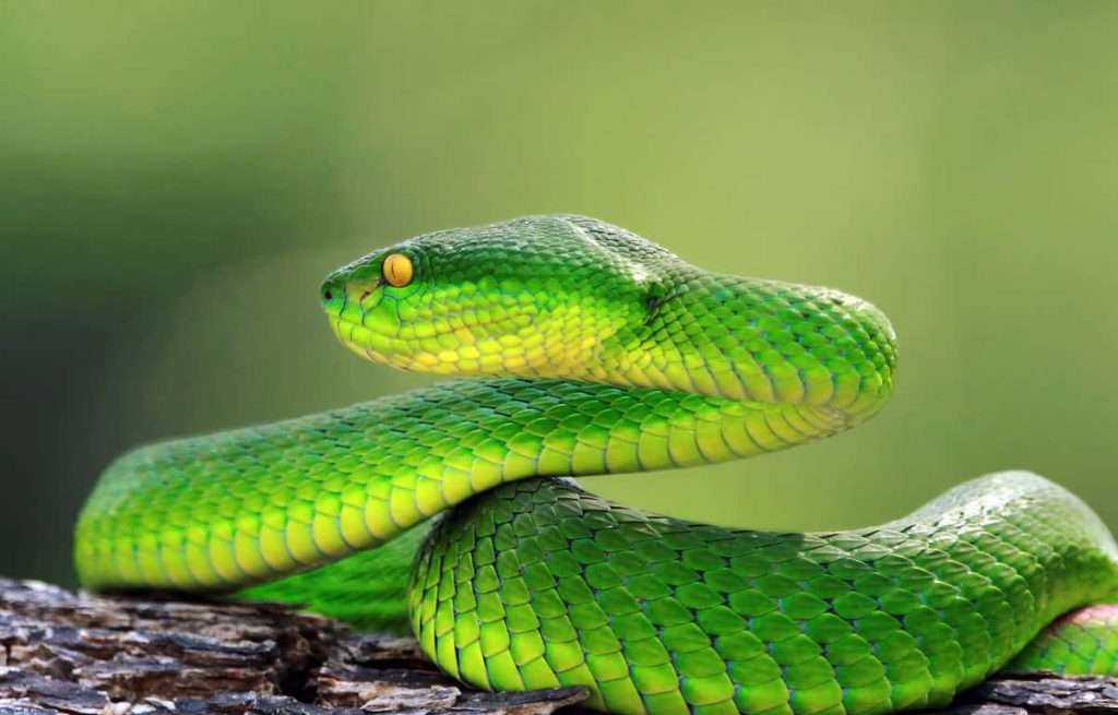 Slangen Green viper snake